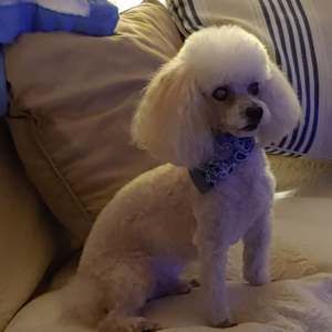 Meet your Posher, Donene